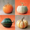 pumpkins-four-l.jpg