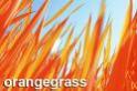 Orangegrass
